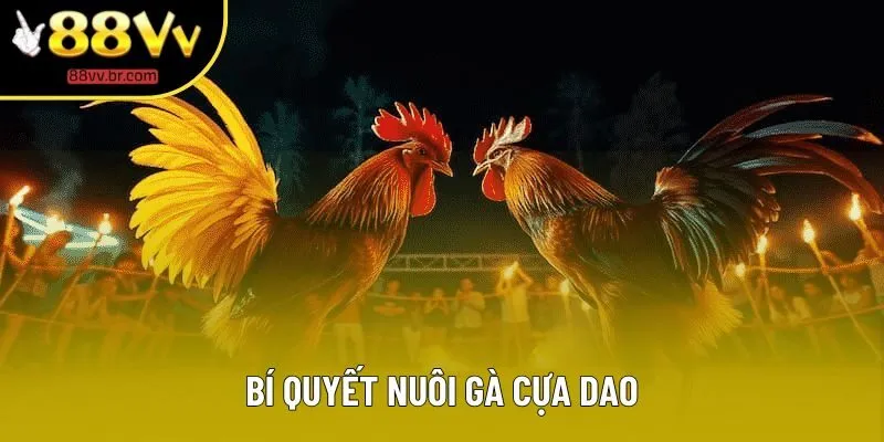 Bí Quyết Nuôi Gà Cựa Dao - Tìm Hiểu Chi Tiết Cùng 88VV